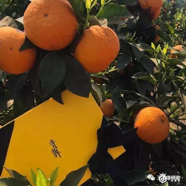 连续9个季度盈利，中国奢侈品电商寺库凭什么？